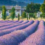 Lavande et lavandin : quelles différences ?