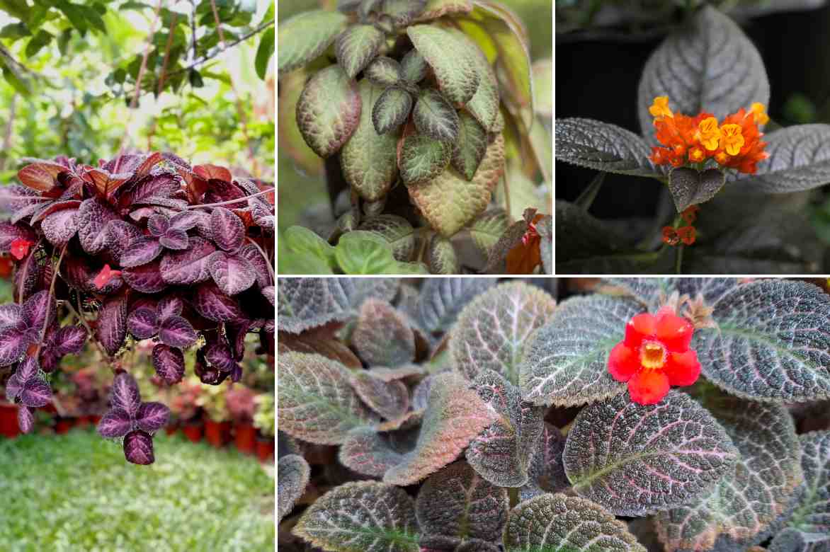 Episcia diversite