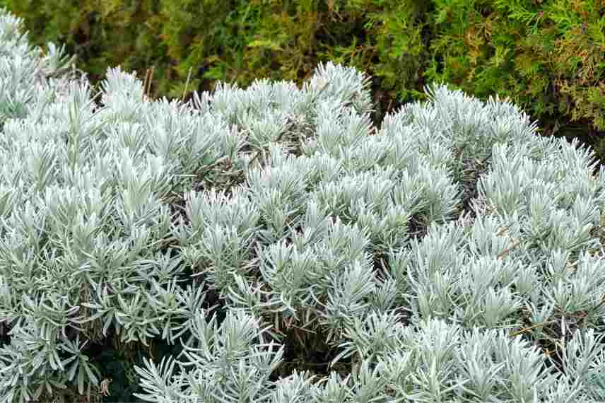 difference feuillage lavande lavandin