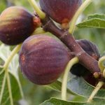 Cultiver un figuier en pot : où, quand et comment ?