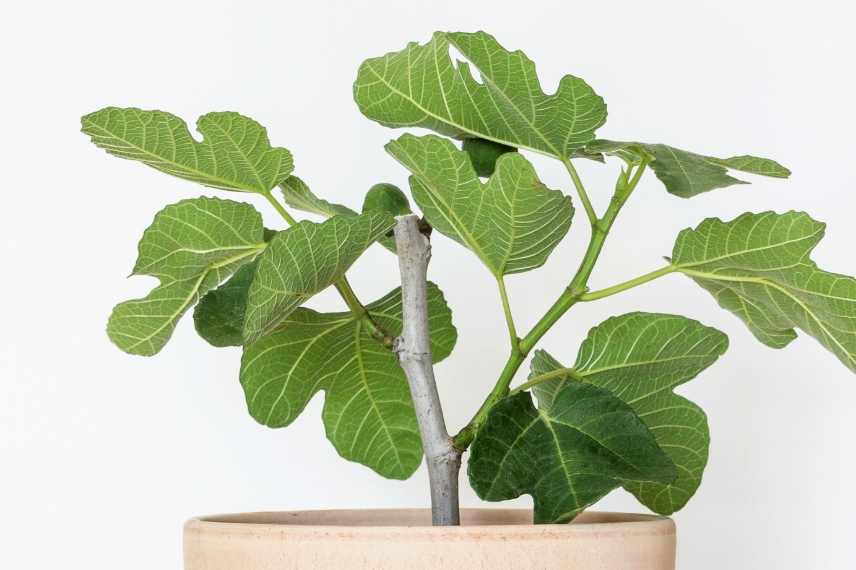 figuier : culture en pot