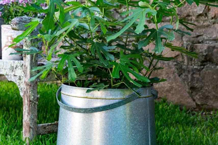 figuier en pot : variétés adaptées