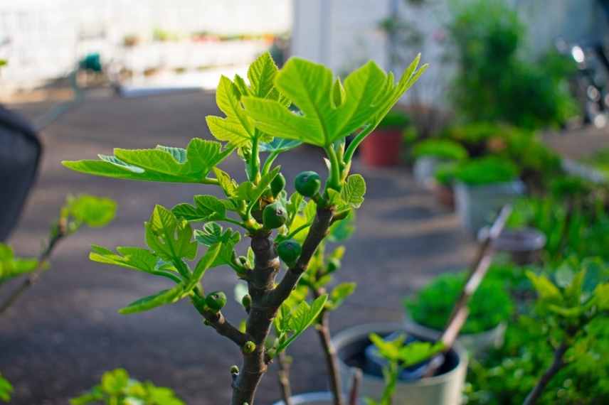 figuier en pot : culture et entretien
