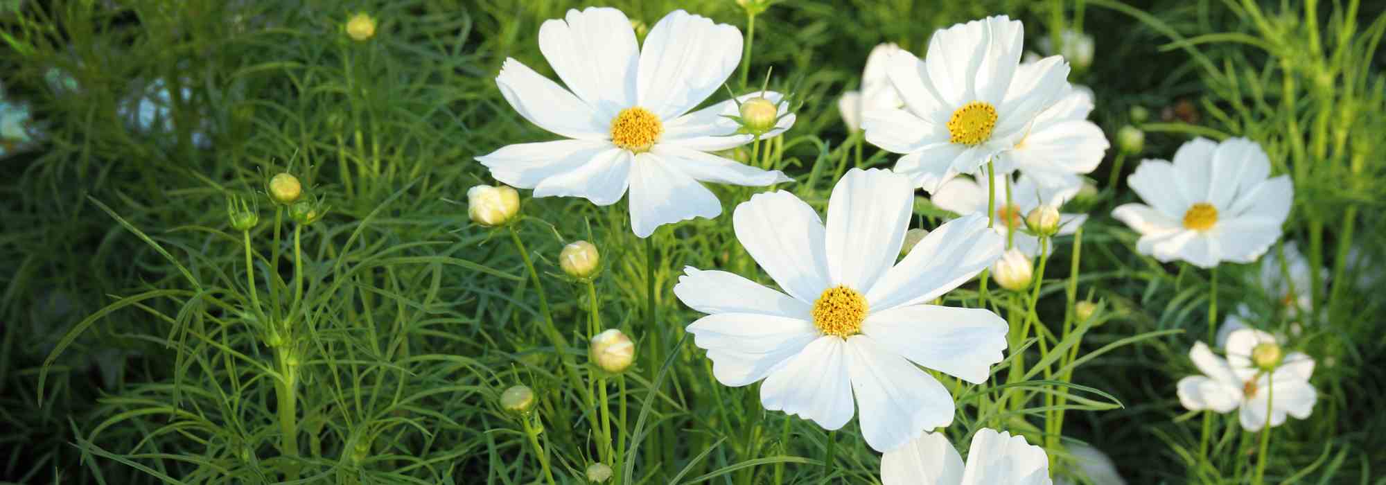 Plantes annuelles à longue floraison : profitez de massifs colorés jusqu'aux gelées