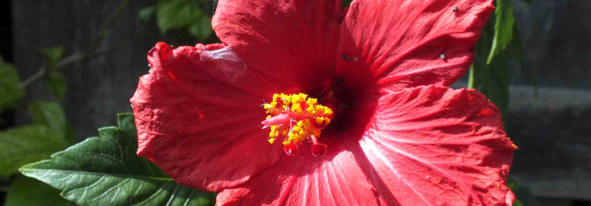 Tout savoir sur l’Hibiscus des marais, une impressionnante vivace fleurie