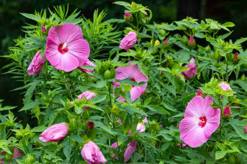 ou planter hibiscus des marais