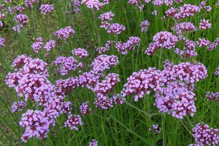 Verbena bonariensis
