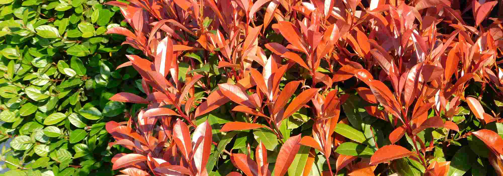 Comment booster la couleur rouge du Photinia ?
