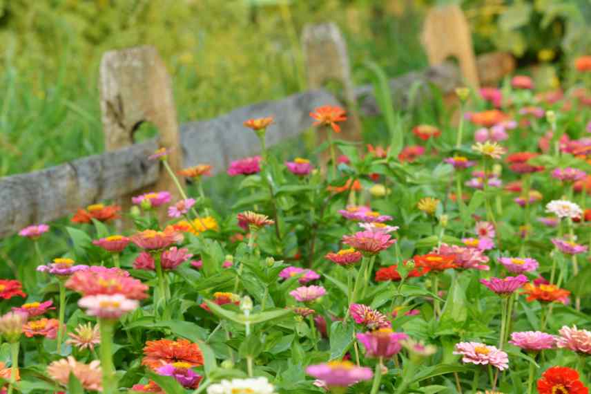 pourquoi planter des plantes annuelles