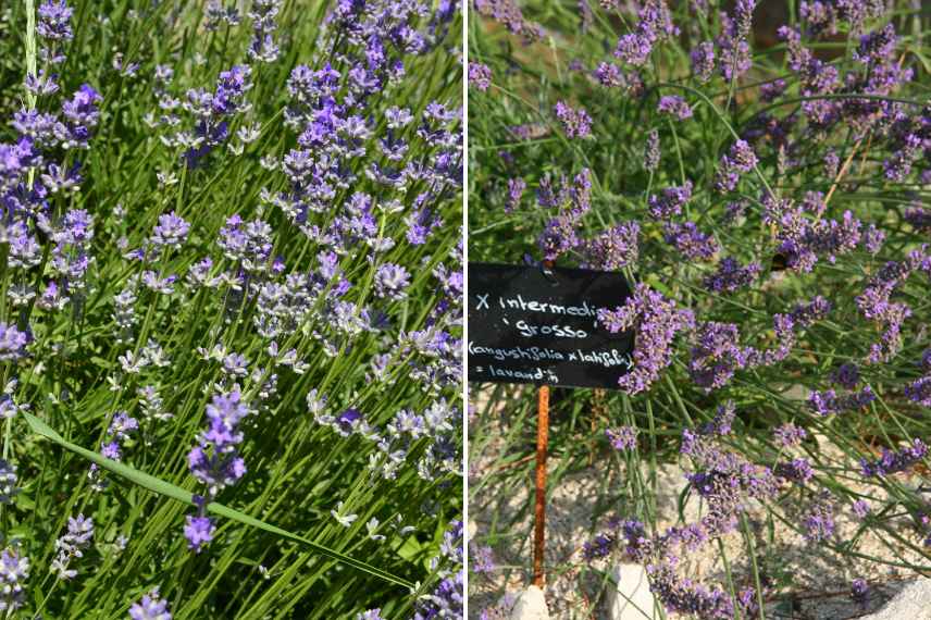 comment reconnaitre lavande du lavandin