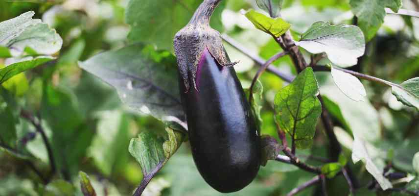 aubergine