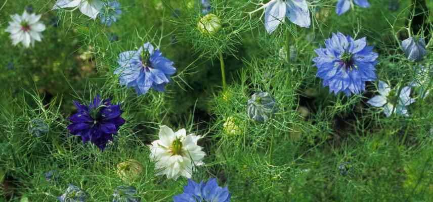 annuelles croissance rapide