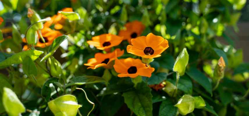 plantes poussant vite