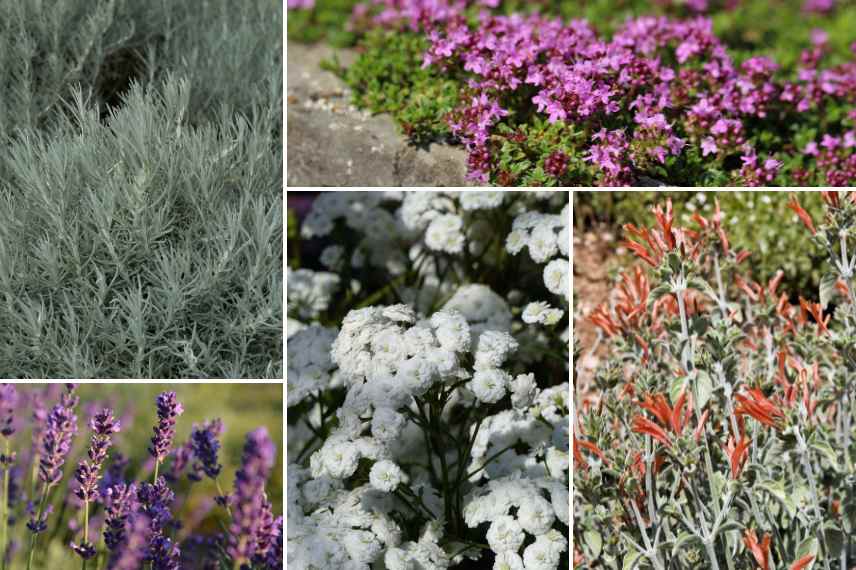 plantations en pot pour maison residence secondaire 