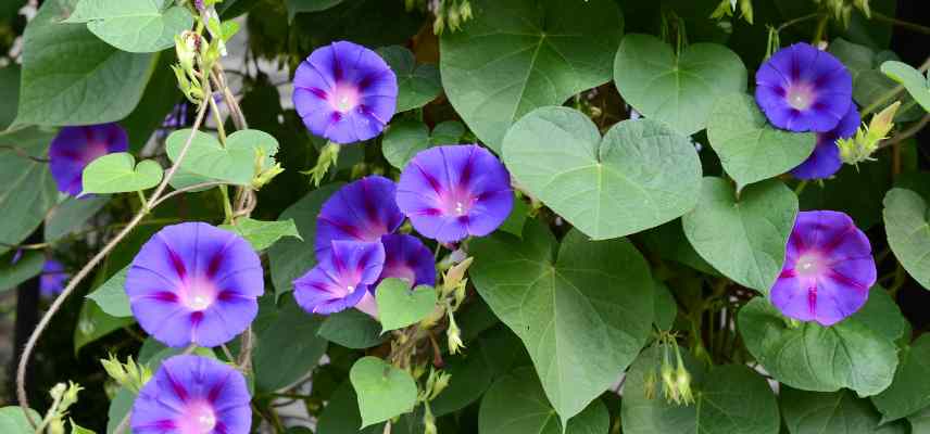 plantes croissance rapide