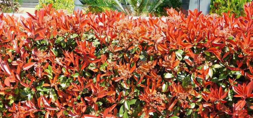 culture Photinia pour feuilles rouges