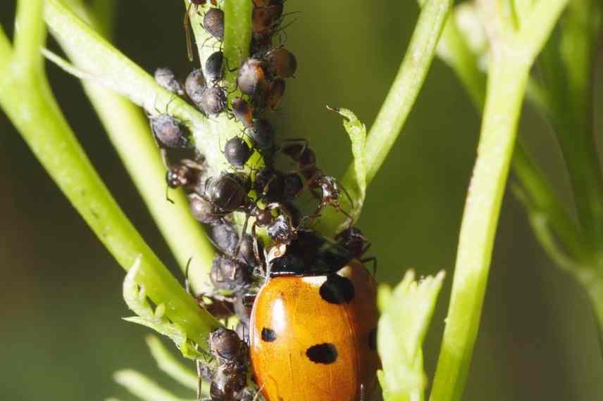 quelles fleurs pour éloigner les pucerons ?