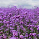 Comment récolter et semer les graines de verveine de Buenos Aires ?