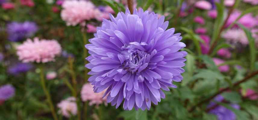 china aster, annuelles choix