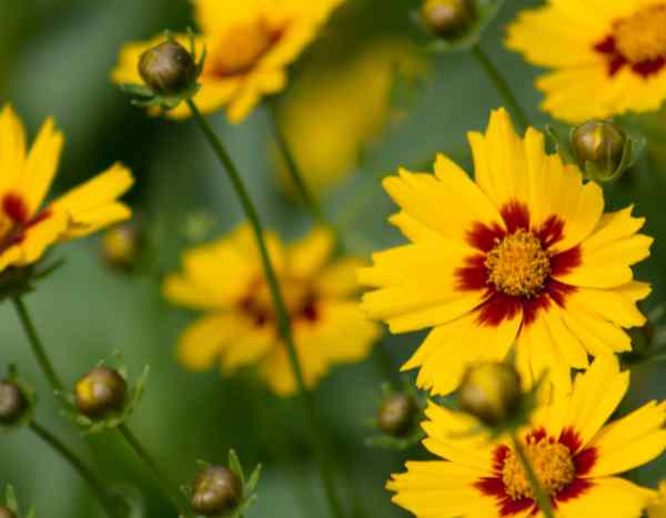 Semer les Coreopsis : la méthode facile pour un été plein de fleurs