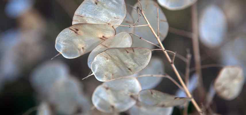 semis monnaie du pape