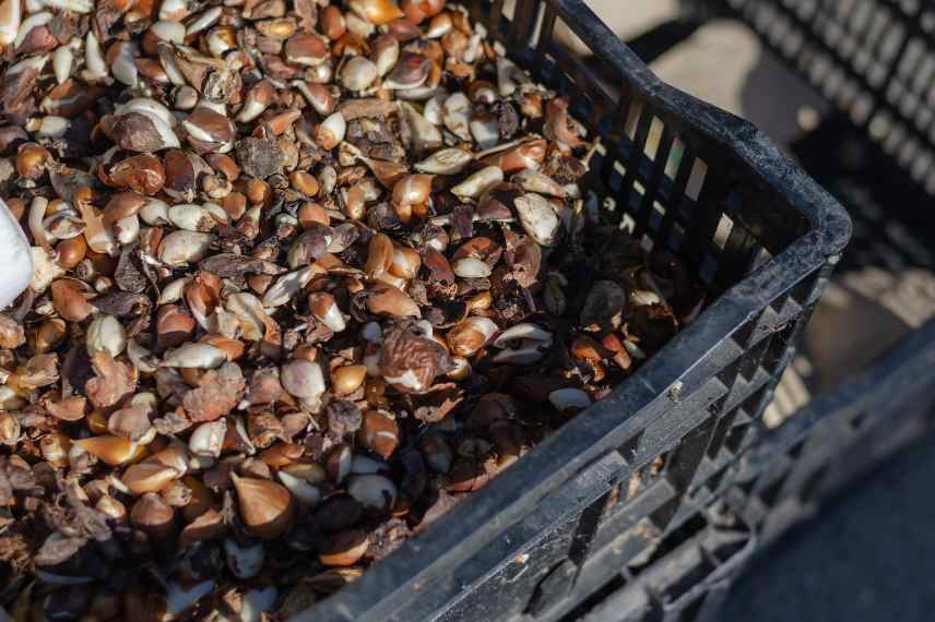 conservation des bulbes technique