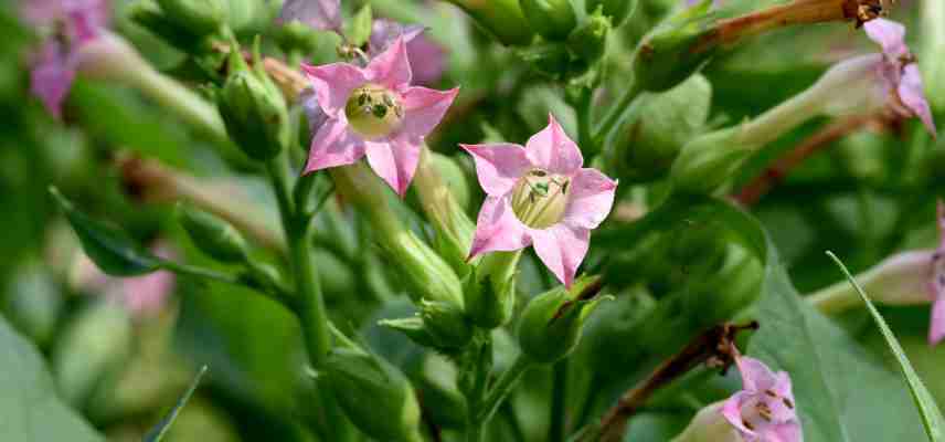 nicotiana