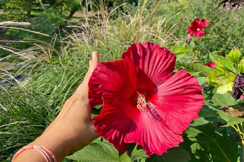 hibiscus moscheutos entretien qualites