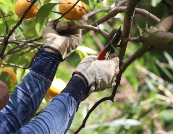 Quand et comment tailler un mandarinier ?
