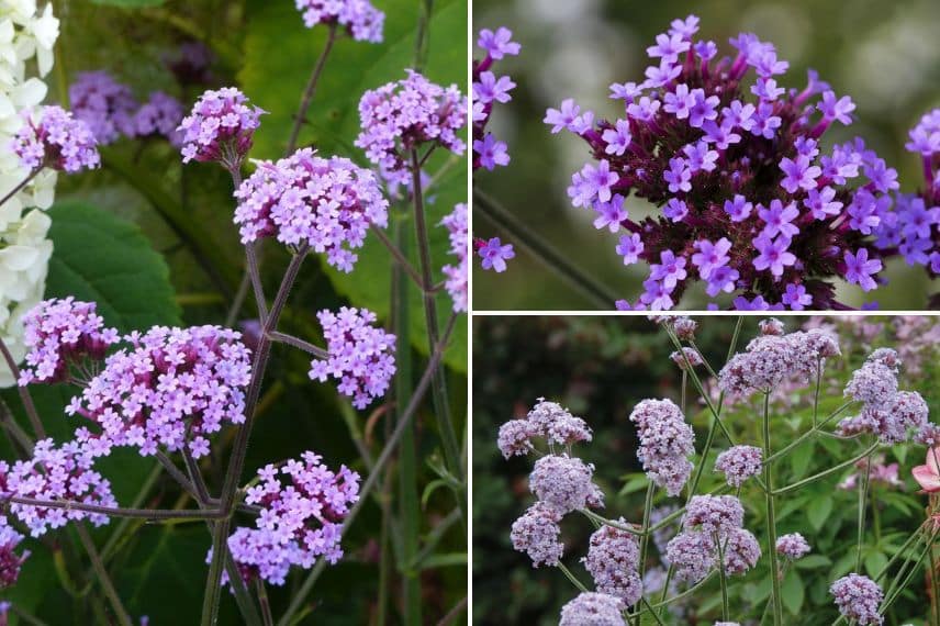 trois variétés de verveine de Buenos Aire naines