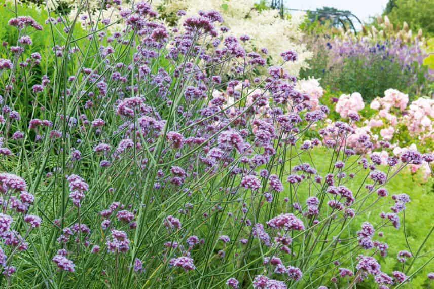 Verbena bonariensis