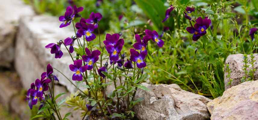 annuelles et bisannuelles a planter semer en automne