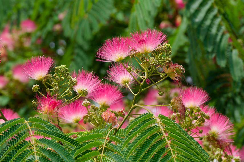 La floraison de l'Albizia julibrissin
