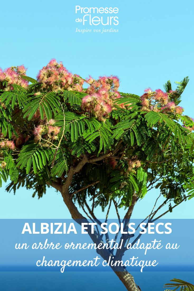 un albizia en bord de mer
