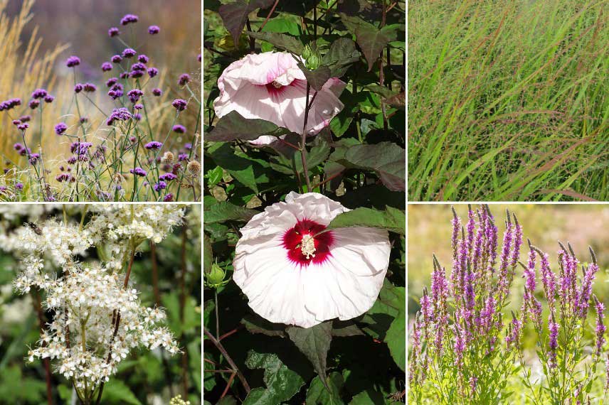 Associer l'Hibiscus moscheutos dans un jardin sauvage et naturel