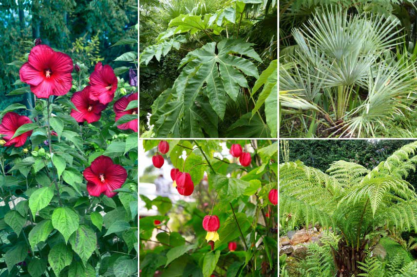 Associer l'Hibiscus des marais dans un massif exotique luxuriant