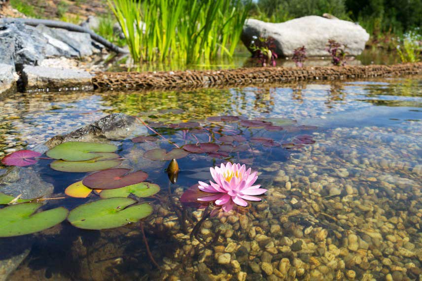 Nénuphar dans un bassin naturel