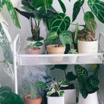 Les plantes vertes les plus faciles à multiplier par bouturage