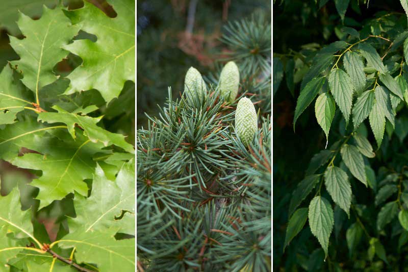 Réchauffement climatique : les arbres les plus adaptés