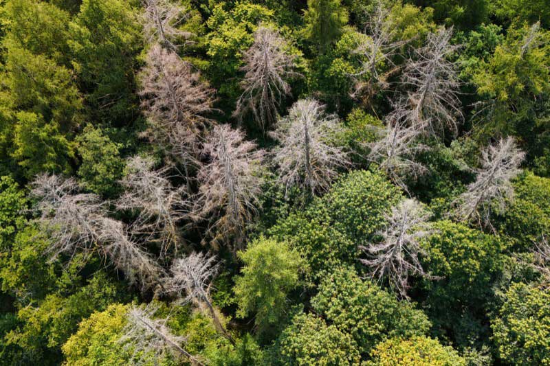Arbres morts dans une forêt