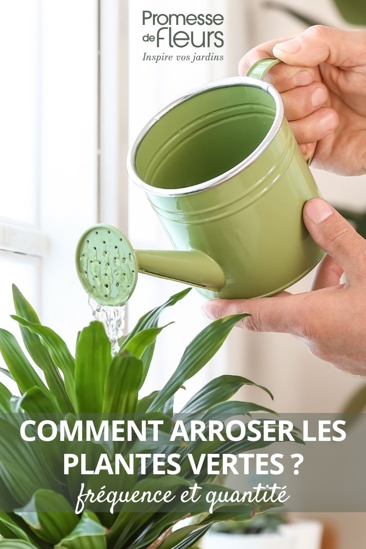 Arrosage d'une plante verte