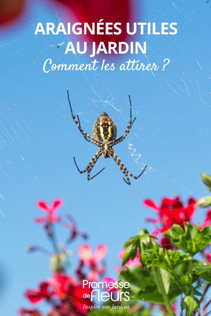 une araignée au jardin