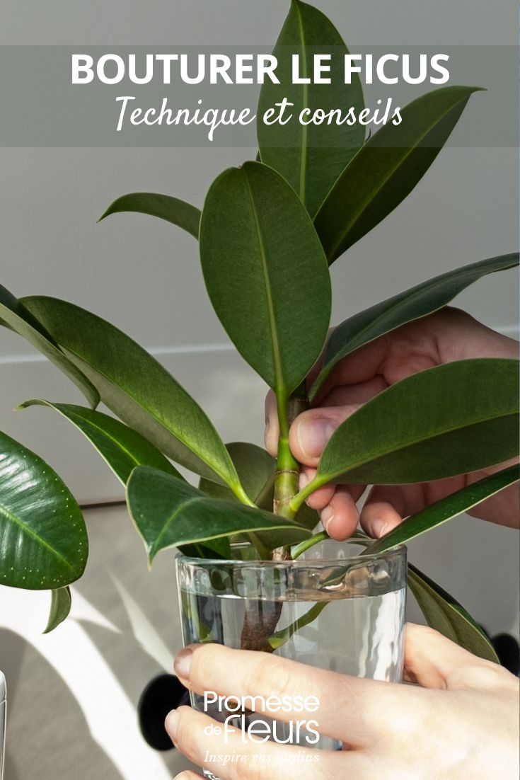 bouture de ficus