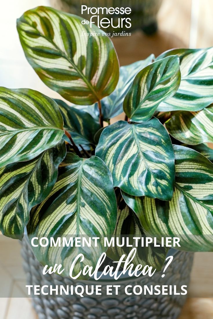 feuillage d'un calathea