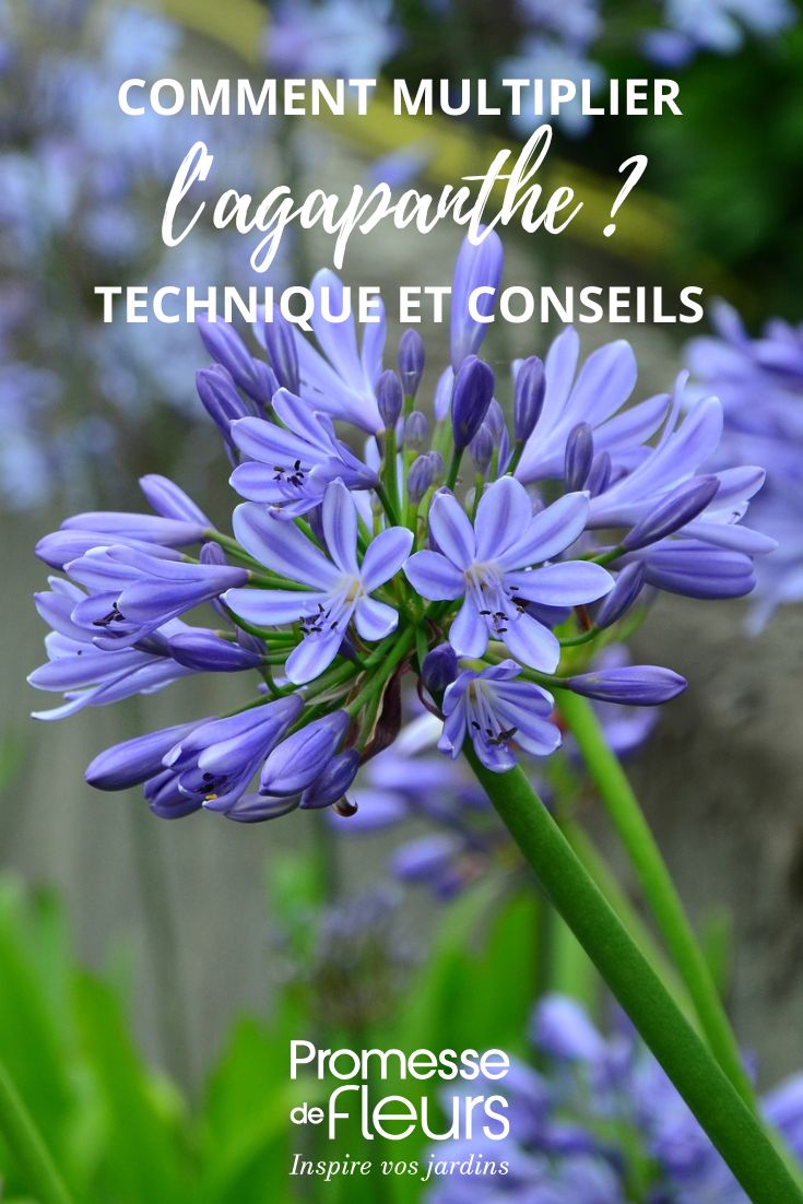 multiplier les agapanthe