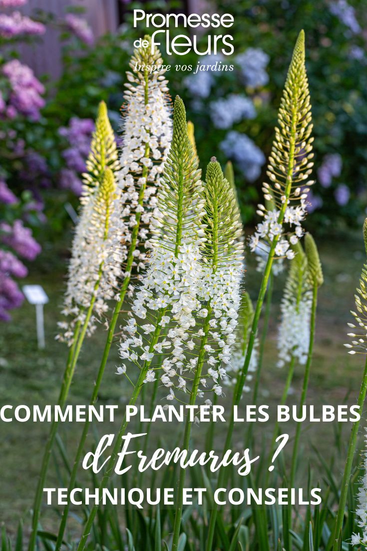 fleurs blanches de lys des steppes