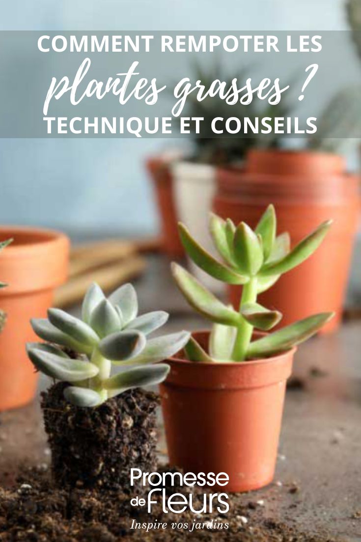 plantes grasses en pot