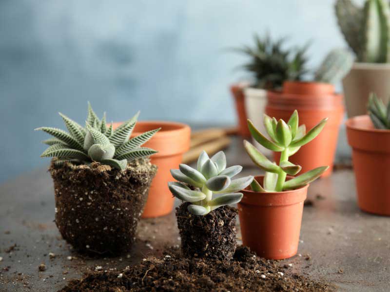 Rempotage des plantes grasses ou succulentes