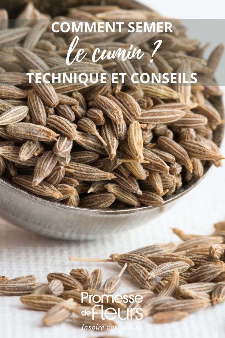 graines de cumin