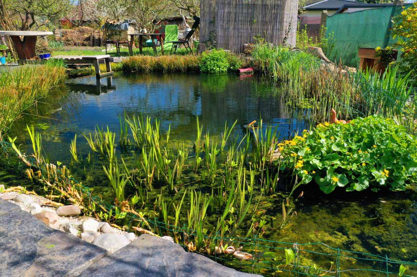 Bassin naturel
